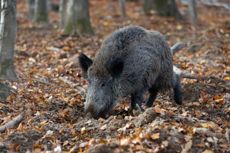Wildschwein wühlt im Wald