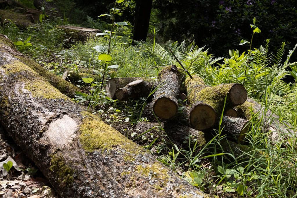 Moosbedeckte Baumstämme im Wald